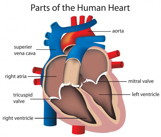 The function of the heart is taken over by a heart lung machine so that a surgeon can operate in a relatively bloodless environment..