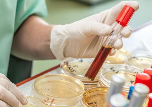 A biological photographer works closely with scientists in the lab.