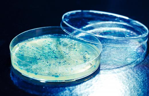 Laboratories can figure out bacterial concentrations using diluted antibiotics.