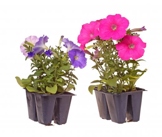 Petunias flower annually and need little water.