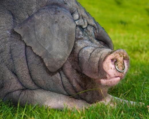 Animal hoarders may collect farm-type animals, such as pigs.