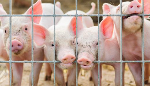 The cheeks of pigs are used to create guanciale.