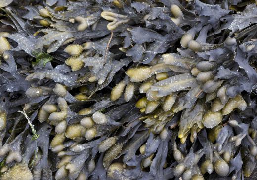 A pile of bladderwrack.