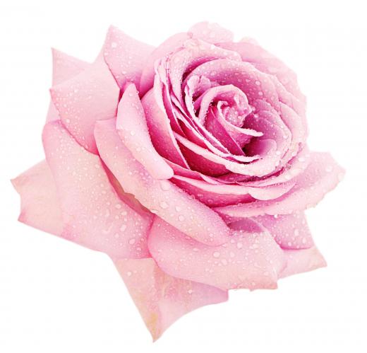 Pink roses may symbolize friendship.