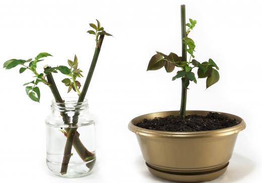 Growth gel can help cuttings take root faster.