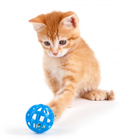 A newly adopted cat might take to playing with a ball on its own.