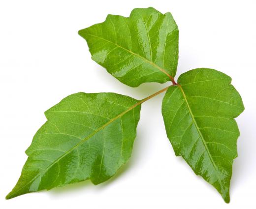 Poison ivy, which causes allergic dermatitis.