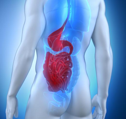 A digestive diagram provides an overview of a species digestive system.