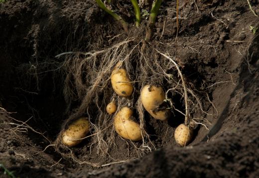 Soil scientists help farmer improve crop yields.