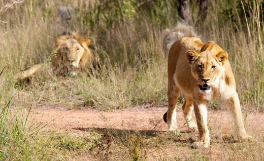 Lions are a predator to elephants.