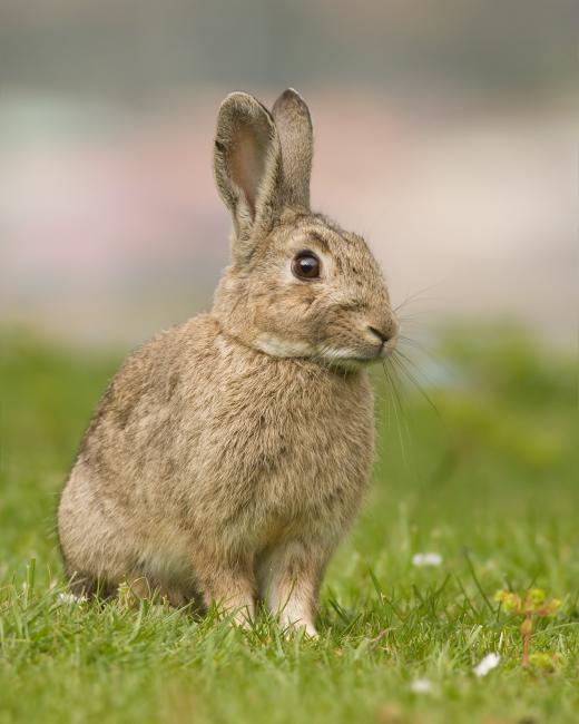 Research indicates that Australia’s 200 million invasive rabbits may have originated from an 1859 shipment of just two dozen.