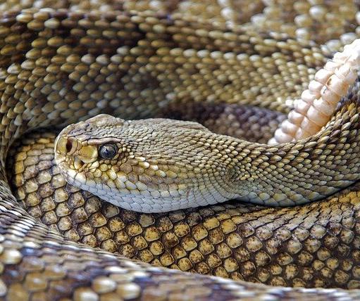 A rattlesnake's head is still able to bite and inject victims with venom for up to an hour after being decapitated.