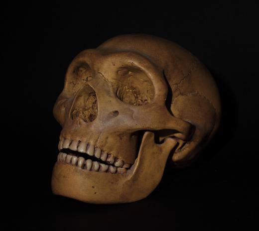 Homo erectus was a widely distributed Pleistocene hominid.