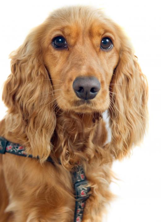 Rex, a cocker spaniel, was Ronald Reagan's pet.