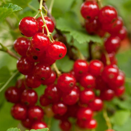 Currants can be added to strudel dough.