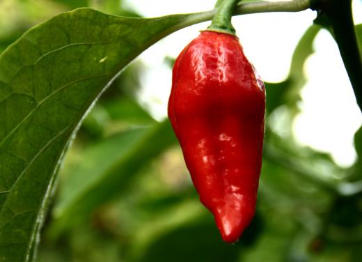 Jolokia peppers register at over 1 million Scoville Units.