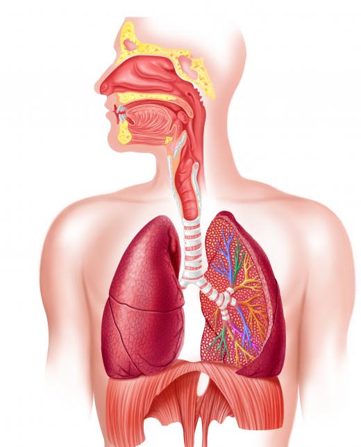 The respiratory system. Dust pneumonia can develop when a person inhales too much dust.