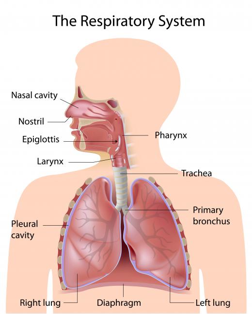 Total respiratory failure is a risk involved with idiopathic pulmonary fibrosis.