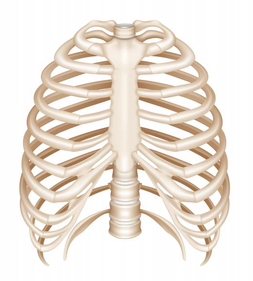 The rib cage helps protect the organs in the chest from trauma.