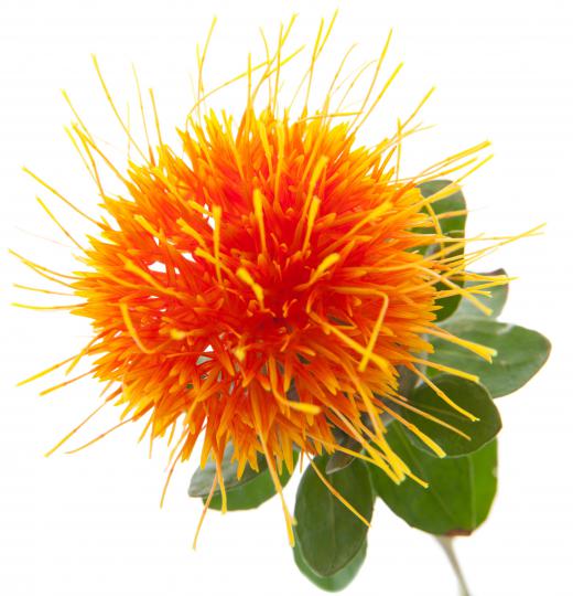 Oil from the safflower plant, which contains vitamin E, makes a good base for a sea salt body scrub.