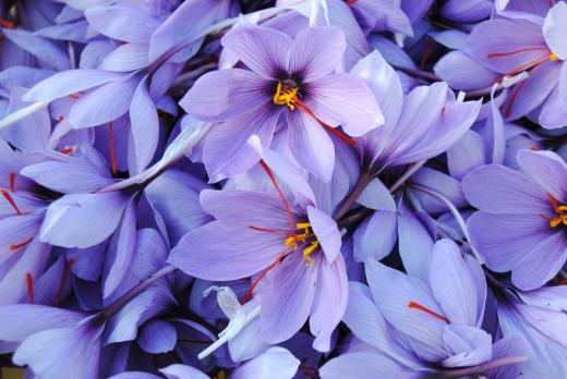 Saffron flowers (more accurately known as saffron crocuses).