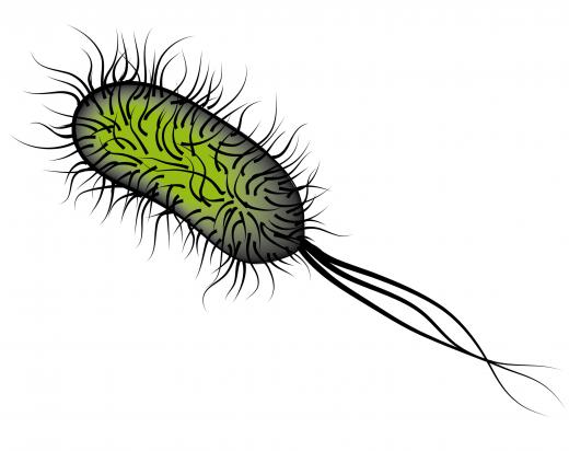 A Salmonella bacterium, a common cause of bowel infection.