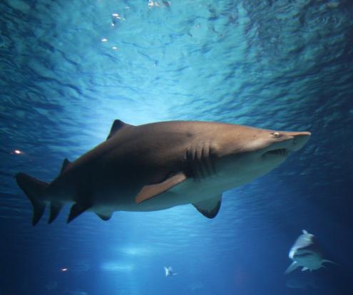 Flipping certain shark species upside down can render them immobile for up to 15 minutes.