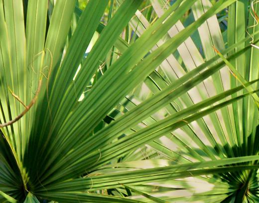 Saw palmetto is a plant that's frequently used in hair thickening products.