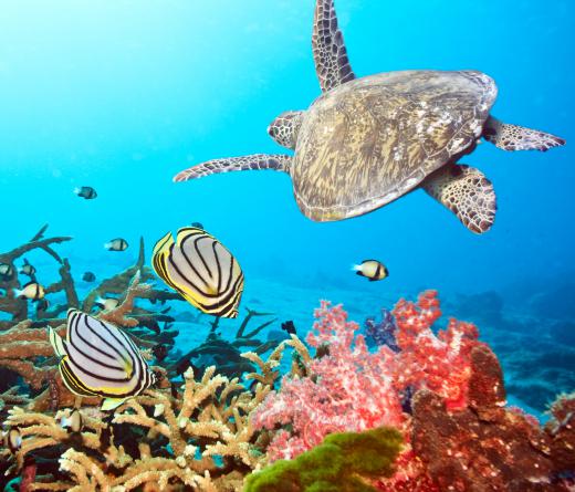 A picture of a sea turtle swimming taken with an underwater camera.