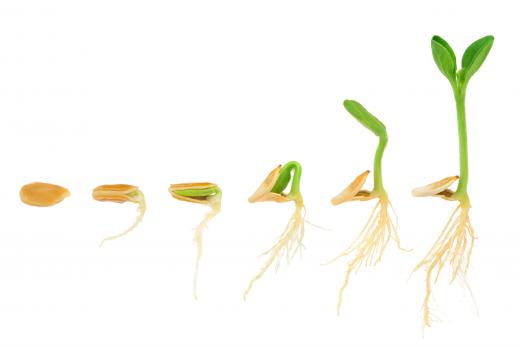 When growing from seed, it is important to select the right type of seed for the given environment.