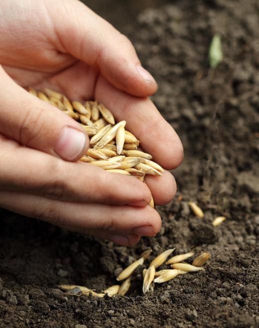 If you plant seeds directly in the ground instead of starting seedlings, wait until planting season.