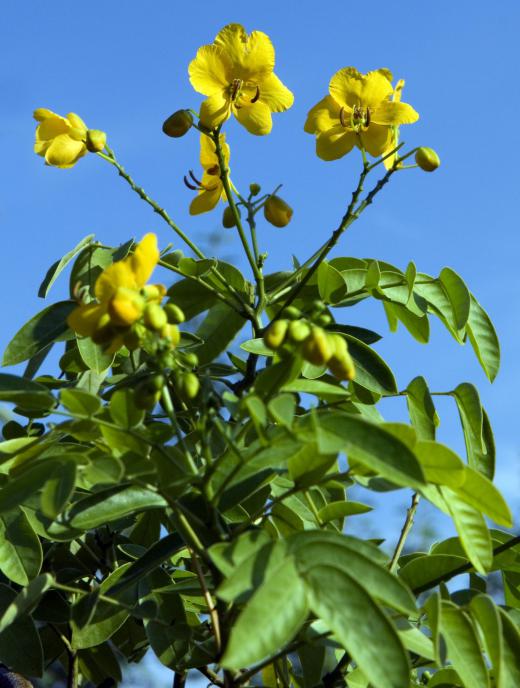 Senna laxatives are derived from the leaves and seed pods of senna plants.