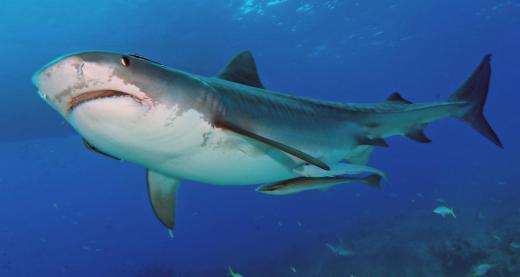 A shark's skeleton is made mostly of cartilage.