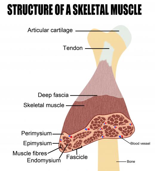 Muscle tissue and tendon structures typically have fibrous elements that contribute to their strength.