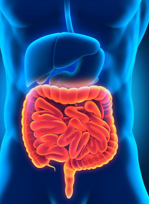 The duodenum and the ileum are both responsible for the absorption and digestion of food.