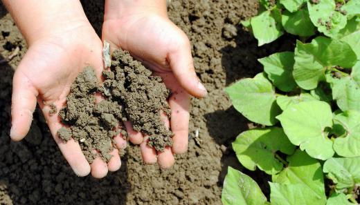 Scientists study and analyze the properties of soil.