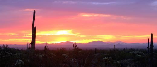 Saguaros are extremely tall cacti, commonly found in the Sonora Desert.