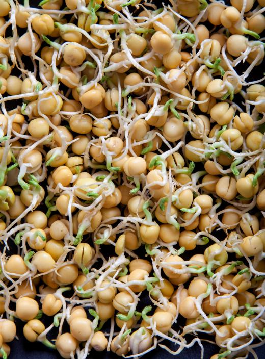 Sprouted alfalfa seeds look healthy when natural methods are used to control pests.