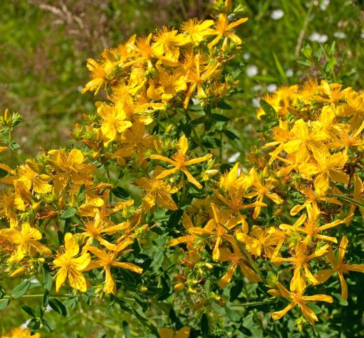 St. John's wort, which is often used to treat scabies.