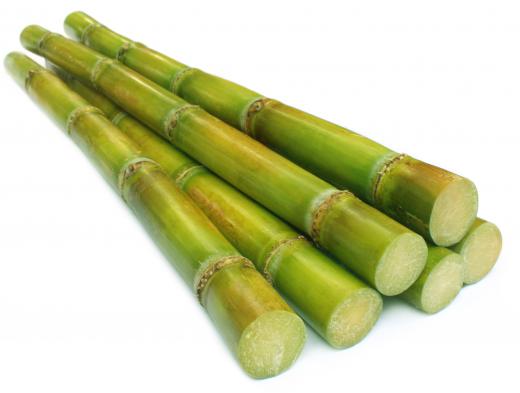 Stalks of sugar cane.