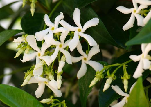 Star jasmine makes a good addition to a cottage garden.