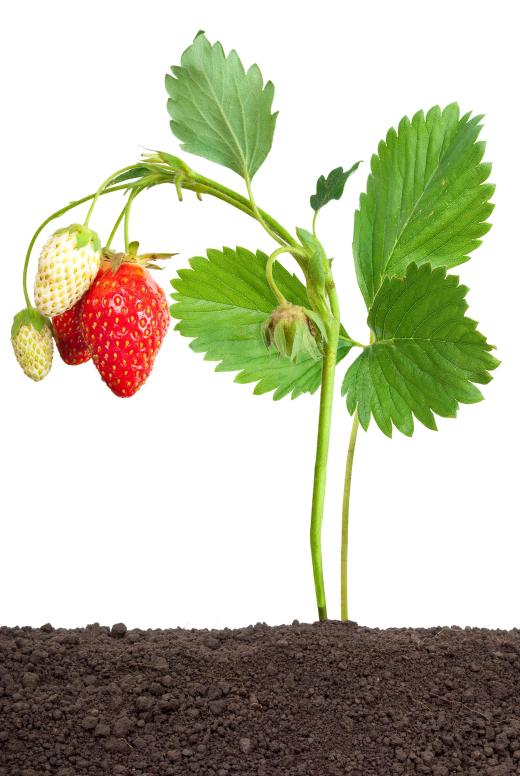 Fresh strawberries can be used to make strawberry cupcakes.