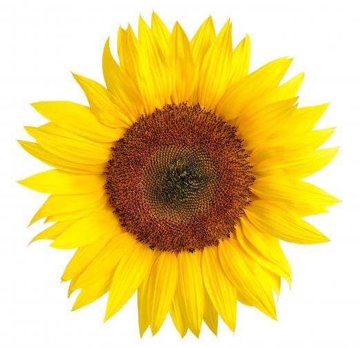 Sunflowers are easy to grow.