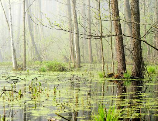 Swamps flourished during the Carboniferous period.