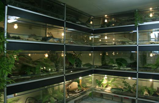 Adult ball pythons might need a lot of space in a terrarium.