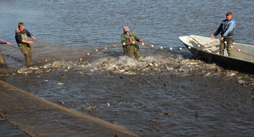 Many fishermen wear waterproof trousers that allow them to wade in water that's waste deep.