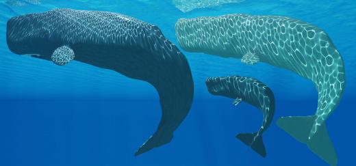 Simmondsia chinensis oil is similar in chemical composition to sperm whale oil.