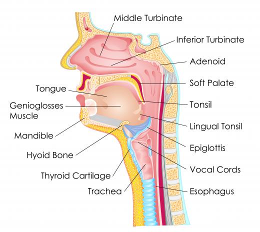 The hollow tube known as the esophagus normally runs from the stomach to the throat.