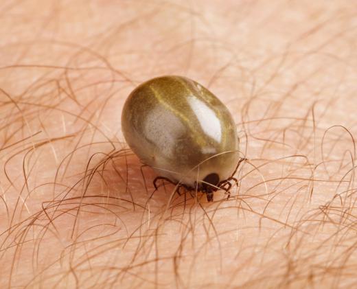 Depending on their sex and type, ticks can expand to different sizes when feeding on blood, but deer ticks stay as small as an apple seed when engorged.