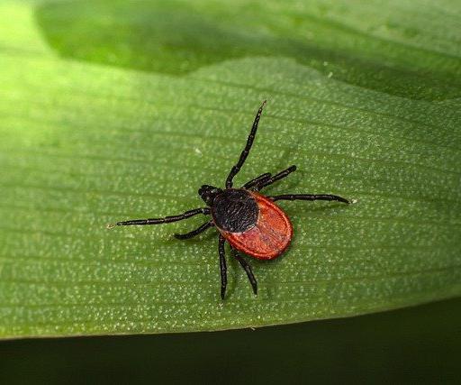 At least 40 percent of animal species are considered parasites (like this tick), although the actual figure could be much higher.